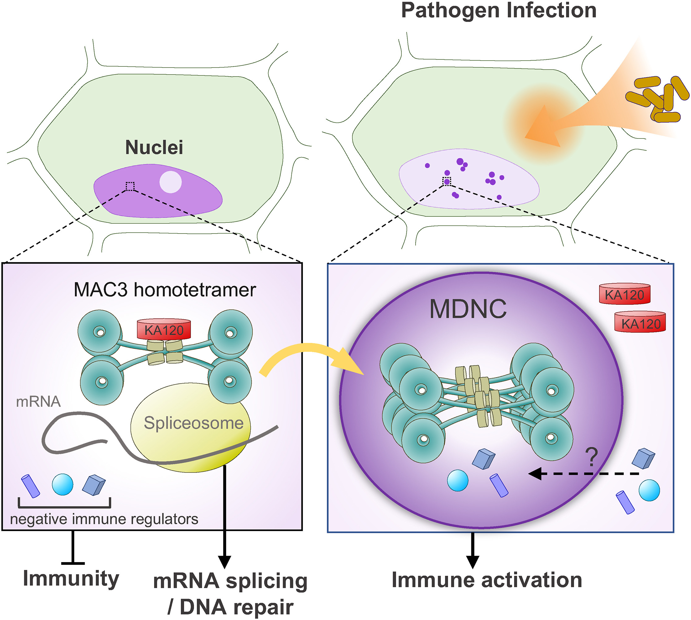 2023. Nuclear transport receptor KA120 regulates molecular condensation of MAC3 to coordinate plant immune activation. Cell Host & Microbe