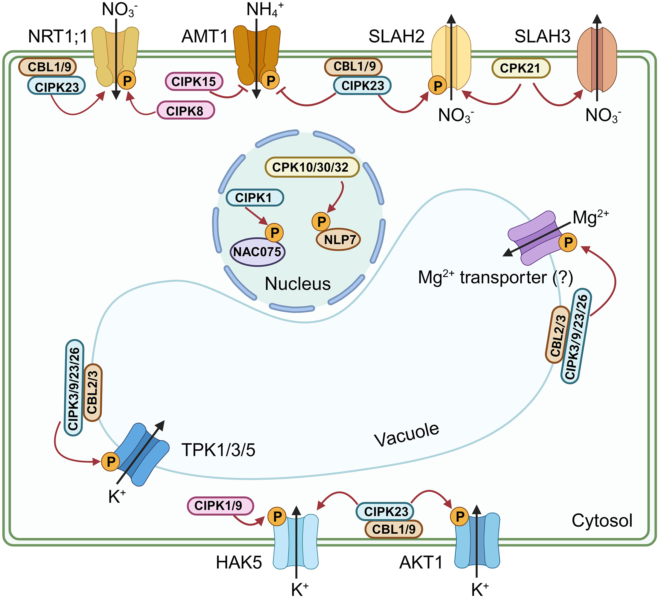 2023. Calcium signaling in plant mineral nutrition: From uptake to transport. Plant Communications