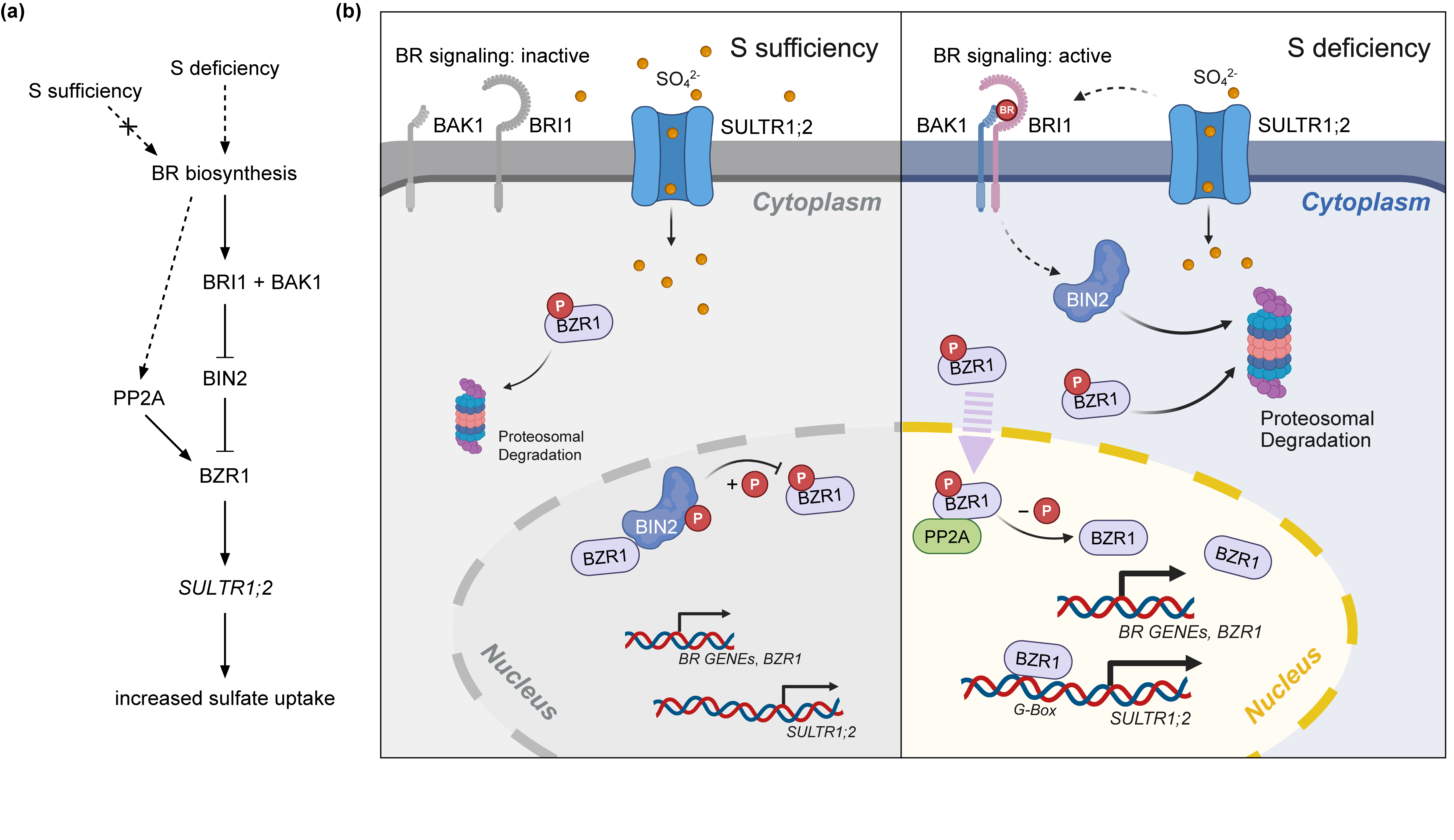 2025. Brassinosteroid signaling promotes sulfate uptake under sulfur deficiency in Arabidopsis. New Phytol
