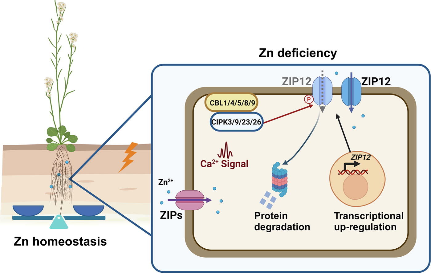 2025. Plasma membrane-associated calcium signaling modulates zinc homeostasis in Arabidopsis. Science Bulletin